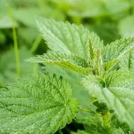 35859-stinging-nettle-green-pus-nettle-nature-40742